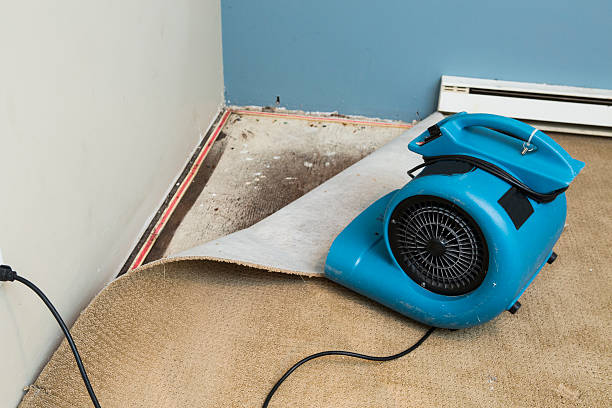 Best Professional water damage repair  in Okawvle, IL